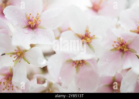 WASHINGTON DC, USA – die Kirschblüten der Yoshino zeigen während der Blütezeit in Washington DC ihren charakteristischen Übergang von weiß zu blassrosa. Wassertropfen haften an den zarten Blütenblättern dieser japanischen Kirschen. Der Farbwechsel markiert die letzten Phasen des kurzen, aber spektakulären Frühlingsauftritts der Kirschbäume. Stockfoto