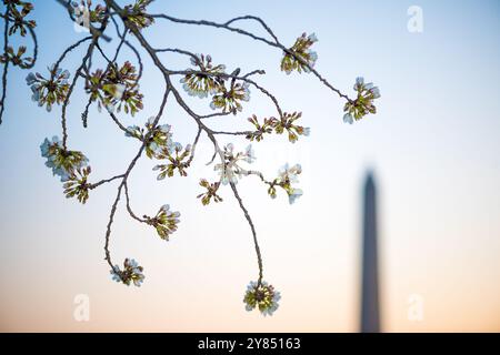 WASHINGTON DC, USA – blühende Kirschblüten bilden das Washington Monument kurz vor Sonnenaufgang in Washington DC. Diese legendäre Frühlingsszene fängt die Schönheit der Kirschbäume in der Blüte ein, ein Höhepunkt des jährlichen National Cherry Blossom Festival der Stadt. Stockfoto