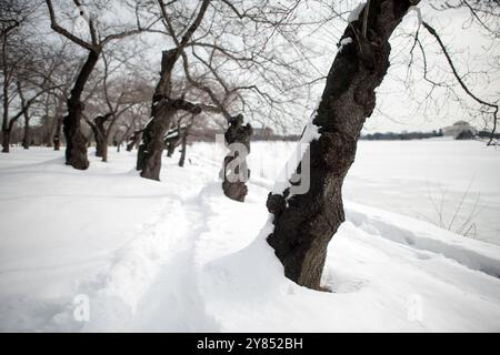 WASHINGTON DC, Vereinigte Staaten – schneebedeckte Yoshino-Kirschbäume säumen das Tidal Basin nach dem Schneesturm im Januar 2016, der den Spitznamen „Snowzilla“ trägt. Der Wintersturm warf über zwei Meter Schnee über das Gebiet von Washington DC. Das historische Wetterereignis brachte die Hauptstadt zum Stillstand und verwandelte das normalerweise geschäftige Tidal Basin-Gebiet in eine ruhige Winterlandschaft. Stockfoto