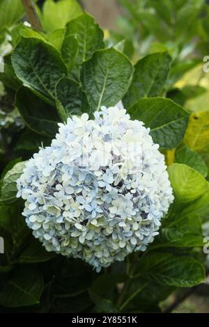 Blaue Hortensie-Blüten verbinden sich wunderbar mit den grünen Blättern. Normalerweise blühen Sie morgens. Stockfoto