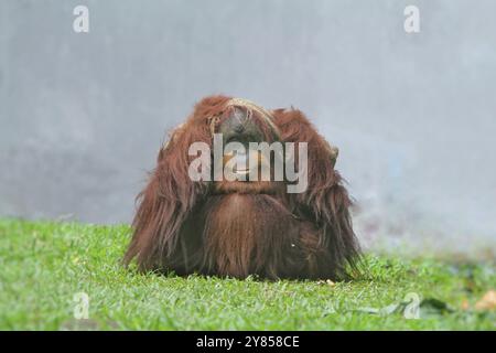 Ein Orang-Utan, der sich allein auf dem Feld sonnt Stockfoto