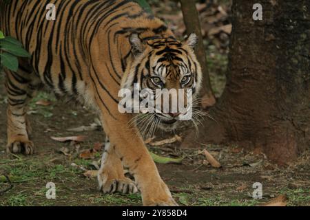 Ein sumatrischer Tiger spaziert herum und beobachtet die Umgebung Stockfoto