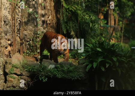 Ein sumatrischer Tiger spaziert herum und beobachtet die Umgebung Stockfoto