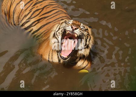 Ein Sumatra-Tiger war im Wasser und schaute sich wütend um Stockfoto