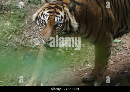 Ein sumatrischer Tiger spaziert herum und beobachtet die Umgebung Stockfoto