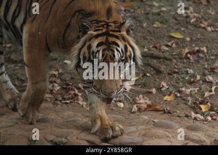 Ein sumatrischer Tiger spaziert herum und beobachtet die Umgebung Stockfoto