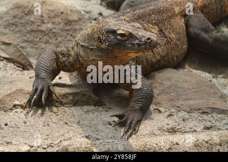 Ein Komodo-Drache krabbelt auf dem Boden und beobachtet die Umgebung Stockfoto