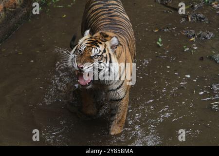 Ein Sumatra-Tiger war im Wasser und schaute sich wütend um Stockfoto