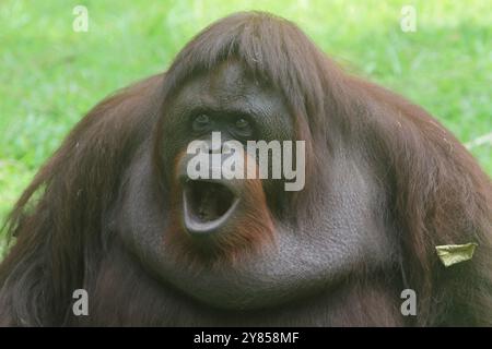 Porträt eines Orang-Utans mit schockiertem Gesicht Stockfoto