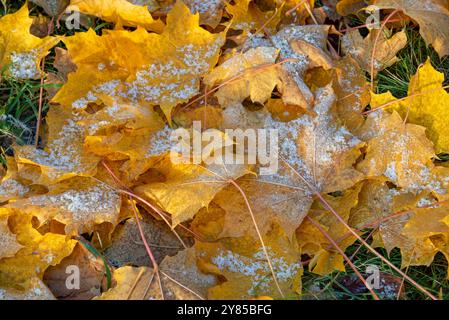 Der erste Schnee auf gelben Blättern, Russland Stockfoto