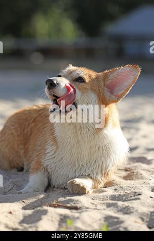 Niedlicher pembroke walisischer Corgi, der Spaß am Strand mit Sand hat Stockfoto