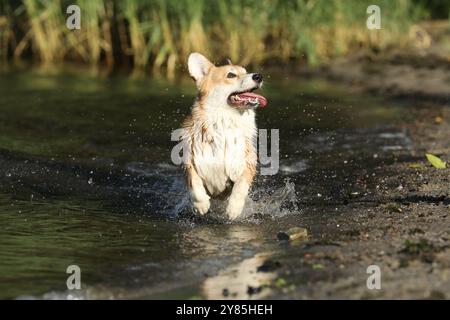 Niedlicher pembroke walisischer Corgi, der Spaß im Wasser am Strand hat Stockfoto