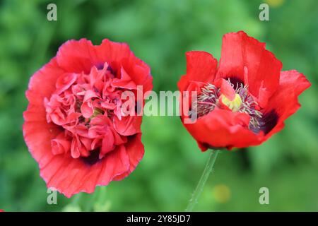 Ein paar hellrote Mohnblumen bei Sonnenschein Stockfoto