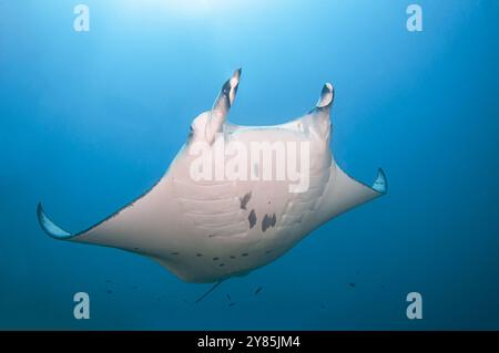 Riff-Mantarochen mit seiner ventralen Oberfläche schwimmt über die Kamera Stockfoto