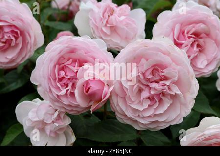 Große rosa Rosen auf einem Gartenstrauch Stockfoto