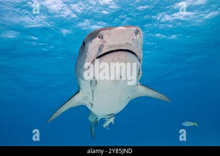 Niedriger Blickwinkel auf die ventrale Seite des großen Tigerhais mit Remora, die nahe an der Oberfläche schwimmt Stockfoto