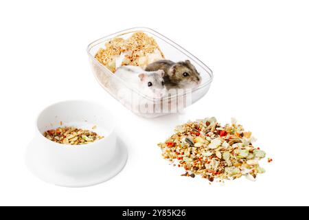 Ein neugieriger Hamster steht aufrecht neben einer sauberen weißen Schüssel in einer minimalistischen Inneneinrichtung Stockfoto