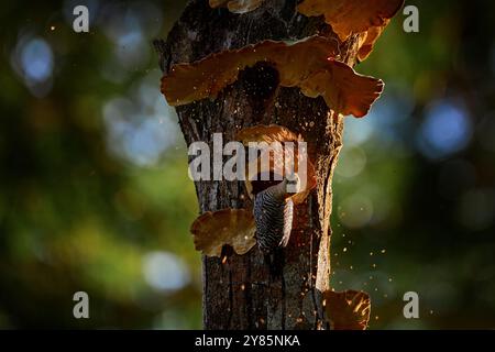 Vogelreinigung Nestloch. Spechte aus Costa Rica, Hoffmanns Spechte, Melanerpes hoffmannii, Vogel im Naturraum Costa Rica. Tierarten Stockfoto