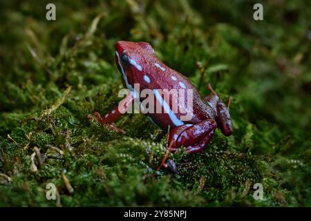 Anthonys Giftpfeilpfeilfrosch, Epipedobates anthonyi, rund um den Rio Saladillo, Argentinien. Blaue und dunkelrote Giftamphibien in der Natur habita Stockfoto