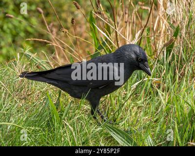 Ein eurasischer / westlicher Jackdaw-Vogel (Coloeus monedula) am Boden zwischen grünen Grashalmen, Cornwall, England, Großbritannien Stockfoto