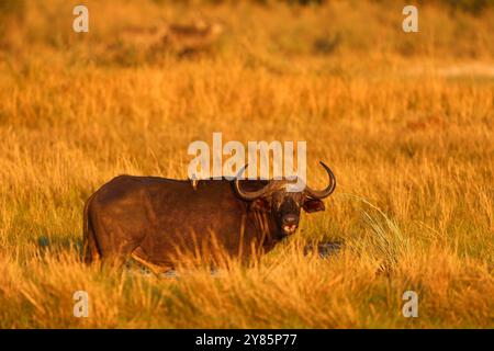 Naturraum, sonniger Tag mit blauem Himmel. Kazinga Kanal, Natur wild. Sonnenuntergang in Buffalo. Offalo im Wasser mit weißem Reiher auf dem Rücken. Lustiges Bild f Stockfoto