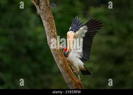 Schütteln Sie den Staub der Federgefieder. Königsgeier, Sarcoramphus Papa, großer Vogel aus Kolumbien. Tierwelt aus tropischer Natur. Condor mit rot und oder Stockfoto