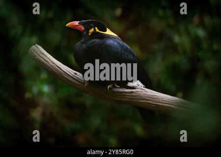 Gemeine Bergmyna, Gracula religiosa, schwarzer Vogel mit rotem Orangenschnabel, der auf dem Baumstamm im Waldgebiet sitzt. Hill Myna, ein Tier aus Malaysi Stockfoto