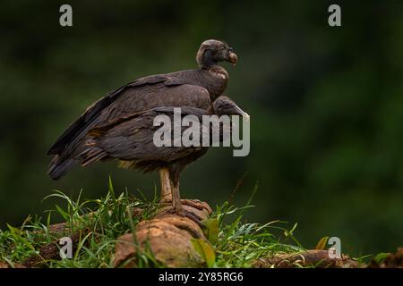 Junger Königsgeier und Schwarzgeier großer Vergleich, Vogel aus Kolumbien. Tierwelt aus tropischer Natur. Condor mit rotem und orangenem Kopf. Geier Stockfoto