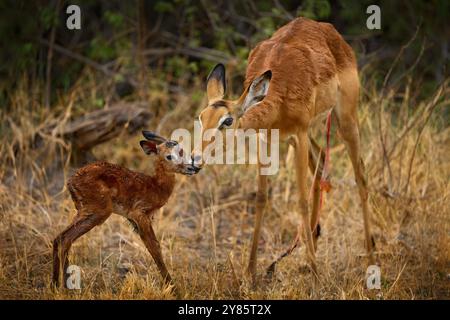 Impala Antilopenfresch, neu geboren in der Natur. Jungtierantilope mit Mutter im Wald, Khwai River, Botswana in Afrika. Tierwelt Natur. Stockfoto
