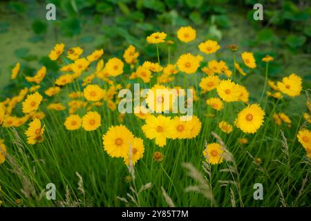 Dieses Foto zeigt leuchtend gelbe Wildblumen, wahrscheinlich Coreopsis, die mit hellen Blütenblättern blühen, die sich vor dem üppigen grünen Hintergrund abheben. Stockfoto