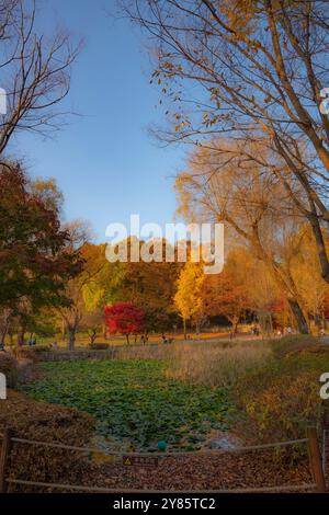 Eine ruhige Herbstszene im Yulgok Yi Yi Park in Paju, Südkorea, mit einem Lilienteich im Vordergrund und Bäumen mit leuchtenden Herbstfarben im Ba Stockfoto