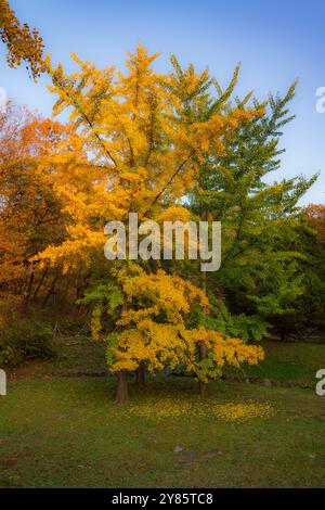 Ein lebendiger Ginkgo-Baum in vollen Herbstfarben im Yulgok Yi I Park, Paju. Die goldenen Blätter bedecken den Boden und schaffen einen friedlichen und malerischen Fall atmos Stockfoto