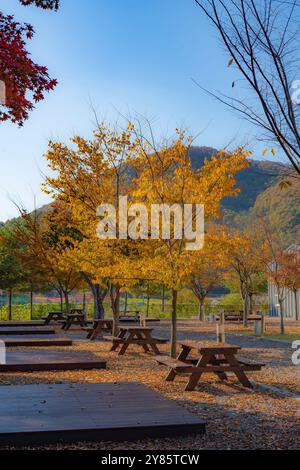 Eine Herbstszene mit goldenen Bäumen und Picknickbänken vor Bergkulisse. Das warme Sonnenlicht verstärkt die lebendigen Farben der Landschaft. Stockfoto