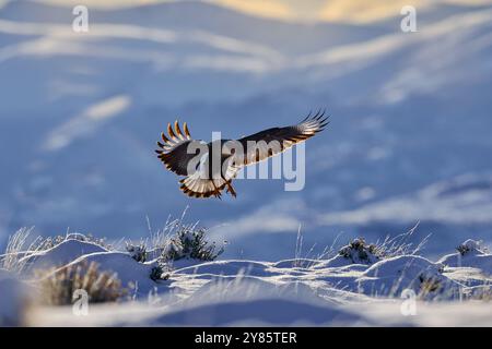 Winterlandschaft mit Vogel. Südliche Caracara plancus, im Morgenlicht. Greifvogel näht auf Stein. Winter in Patagonien. Wildtiere aus der Natur, Stockfoto