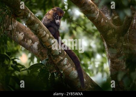 Koati im Lebensraum. Weißnasen-Coati, Nasua narica, in der Natur Lebensraum. Tier aus tropischem Wald. Wildlife-Szene aus der Natur. Tier in y Stockfoto