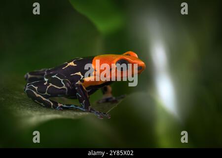 Ranitomeya fantastica Caynarachi, Rothaariger Giftfrosch im Naturwald. Dendrobatenfrosch aus Peru, Alto Caynarachi. Schön Stockfoto