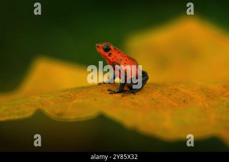 Dschungel der Wildtiere. Rot-blauer Frosch im Wald. Roter Erdbeer-Giftpfeilfrosch, Dendrobates pumilio, im Naturraum Costa Rica. Nahaufnahme Porträt o Stockfoto
