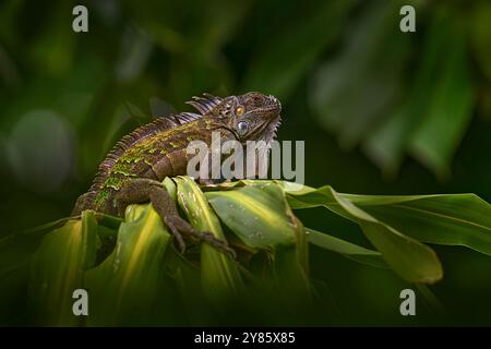 Wildtiere Natur, große Eidechse. Portrait von orangenen Leguanen im dunkelgrünen Wald, Costa Rica. Wildlife-Szene aus der Natur. Nahaufnahme des Gesichts Porträt von li Stockfoto