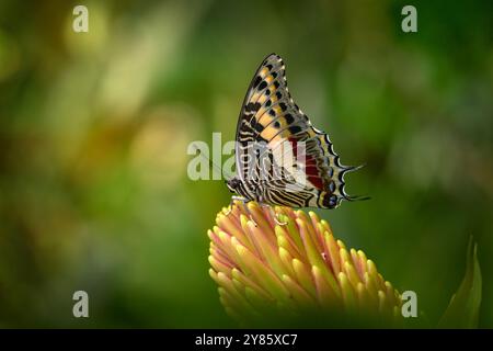Charaxes jasius, zweischwänziger Pascha, Schmetterling aus Nordafrika. Charaxes jasius, der auf der gelben Blüte sitzt, blühen im Naturwald. Be Stockfoto