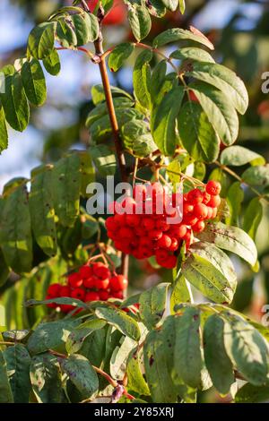 Eine Gruppe von leuchtenden roten Beeren, die anmutig an einem robusten Baumzweig hängen und ihre natürliche Schönheit und satte Farbe zeigen Stockfoto