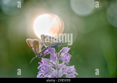 Siona lineata, der schwarze Falter mit Orchis militaris, MilitärOrchidee, Sonne im Hinterland, nebeliger Morgen in der Natur, Tschechisch, Europa. B Stockfoto