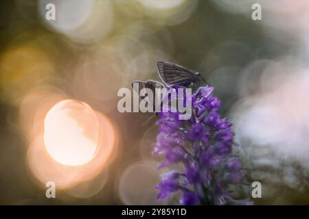 Schmetterlingspaar paart sich auf der wilden Orchidee. Siona lineata, der schwarze Falter mit Orchis militaris, MilitärOrchidee, Sonne im bac Stockfoto