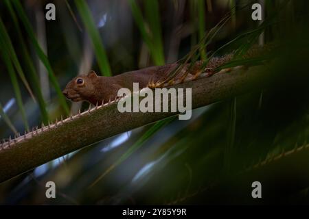 Orientalisches Eichhörnchen, Callosciurus notatus, auf der Palme im Wald, Kuala Lumpur in Malaysia, Asien. Dreifarbiges Eichhörnchen, Pelzmantel Mama Stockfoto