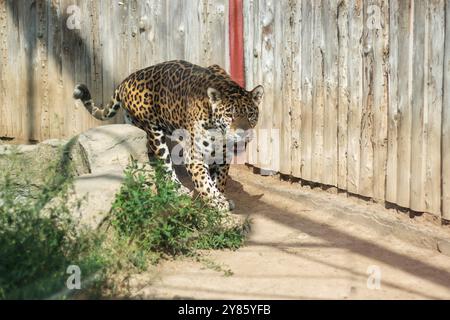 Ein majestätischer jaguar schlendert anmutig durch eine umzäunte Gegend, die Teil eines Zoos ist, und zeigt seine schönen Flecken und seine kraftvolle Karosserie Stockfoto