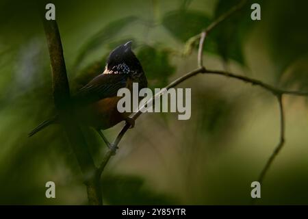 Tanager, Tangara dowii, Passerine Vogel. Tanager-endemischer Zuchtbetrieb im Hochland Costa Ricas und im westlichen Panama. Vogel in Th Stockfoto