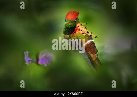 Kolibri im Wald. Getuftete Coquette, Lophornis ornatus, farbenfroher Kolibri mit orangefarbenem Wappen und Kragen in grüner und violetter Blütengewohnheit Stockfoto