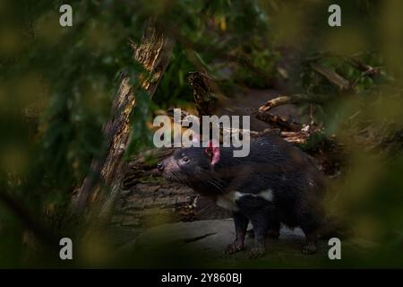 Tasmanischer Teufel, Sarcophilus harrisii, fleischfressende Beuteltier im Naturlebensraum. Seltenes Tier aus Tasmanien. Niedliches schwarzes endemisches Säugetier im Grün Stockfoto