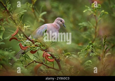 Vogel im naturgrünen Lebensraum in der Nähe des Wassers. Rosa Taube in der Natur, Tierwelt, Botswana. Lachende Taube, Spilopelia senegalensis, kleine Taube Stockfoto