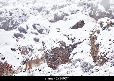 Puma fangen lama Guanaco, Natur Winter Lebensraum mit Schnee, Torres del Paine, Chile. Wilde Großkatze Cougar, Puma Concolor, Schnee Sonnenuntergang Licht und gefährlich Stockfoto