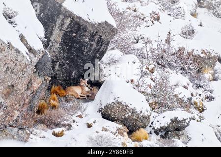 Wilde Großkatze Cougar, Puma Concolor, Schnee Sonnenuntergang Licht und gefährliches Tier. Wildtiere Natur, puma-Kadaver. Puma fangen lama Guanaco, Natur Winter-habitisch Stockfoto